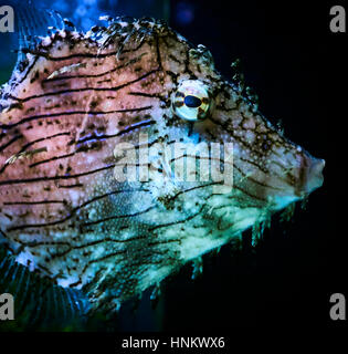 Nahaufnahme von der Seitenansicht eine tropische Fische Stockfoto
