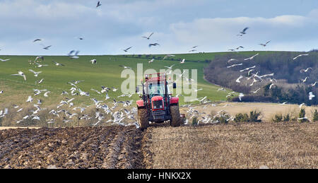 Ein Bauernhof-Traktor pflügen ein Feld im Herbst Surrouned durch die Fütterung von Möwen Stockfoto