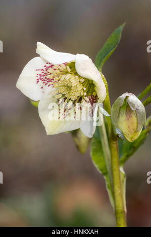 Rote Flecken überlagern ein weißes Blütenblatt Farbe in Form von der Fastenzeit rose, Helleborus x hybridus Stockfoto