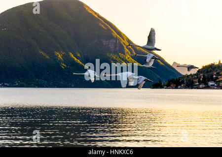 Schwäne im Flug am Abend Lago di Lugano, Italien Stockfoto