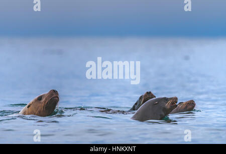 Gruppe von Seelöwen, die Jagd nach Fischen Stockfoto