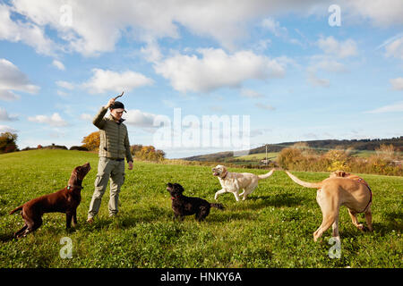 Dogwalker, ein Mann mit seinem Arm angehoben, um einen Stick für drei Hunde werfen. Stockfoto