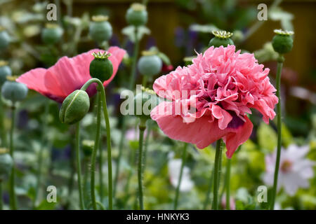 Dreiköpfiger riesiger orientalischer Mohn blüht in rosa (papaver oreientale) Mit Knospen und Samenköpfen Stockfoto