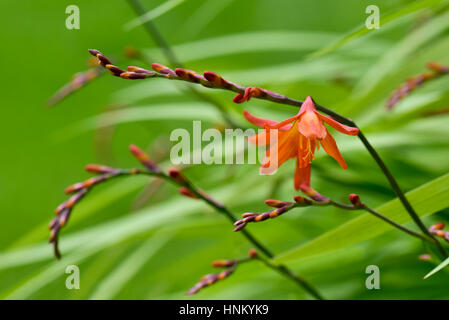 Crocosmia (Montbretia) blühen im Garten Stockfoto
