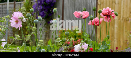 Panorama-Bild der doppelten geleitet, Mohn und Lavatera Blumen im Garten Stockfoto