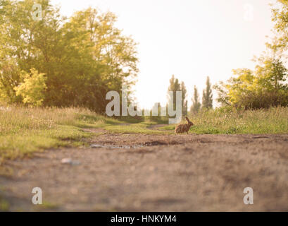 Wildkaninchen Stockfoto