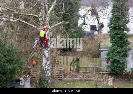 Baumpfleger aus hängenden Seile in der Krone eines Baumes mit einer Kettensäge, Senkung der Zweige. Das Männchen trägt die vollständige Sicherheitsausrüstung. Stockfoto