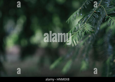 Grüne Tanne hautnah Stockfoto