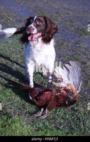 junge Arbeit Art Englisch Springer Spaniel Haustier Jagdhund mit einem Fasan Stockfoto