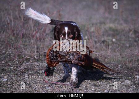 Leber und weißen arbeiten Art Englisch Springer Spaniel Haustier Jagdhund tragen ein Fasan Stockfoto