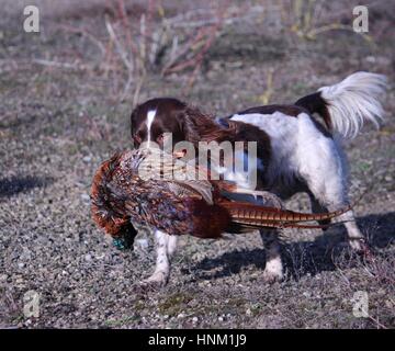 Leber und weißen arbeiten Art Englisch Springer Spaniel Haustier Jagdhund tragen ein Fasan Stockfoto