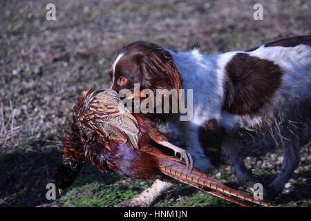 Leber und weißen arbeiten Art Englisch Springer Spaniel Haustier Jagdhund tragen ein Fasan Stockfoto