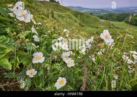 Burnet Rose, Rosa Pimpinellifolia auf der South Downs National Park Stockfoto