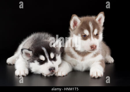 zwei niedliche Welpen Siberian Husky auf einem schwarzen Hintergrund im Studio Stockfoto