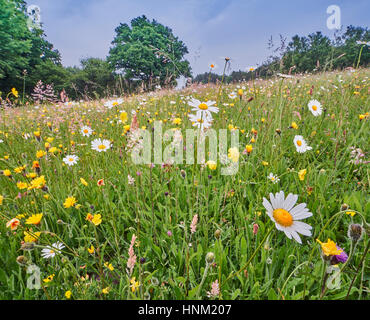 Traditionelle wilde Blume Heu Wiese in der hohen Weald von Sussex Stockfoto