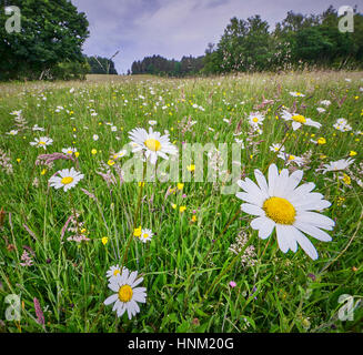 Traditionelle wilde Blume Heu Wiese in der hohen Weald von Sussex Stockfoto