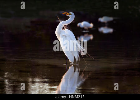 Große Silberreiher-Casmerodius Alba putzen in Lagune Fort Myers Beach in Florida USA Stockfoto