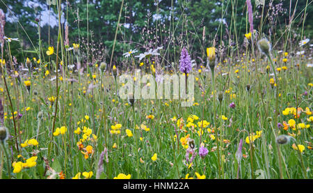 Wilde Blume Heu Wiese in der hohen Weald von Sussex Stockfoto