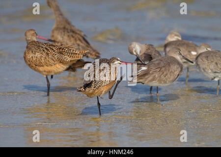 Marmorierte Limosa Uferschnepfe Fedoa Fütterung März Fort Myers Beach Golf-Küste Florida USA Stockfoto