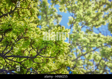 Eiche Baum Zweige und Blätter an einem Sommertag im Frühjahr Stockfoto