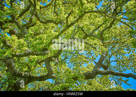 Nach oben in den Baumkronen einer Eiche im Frühjahr Stockfoto