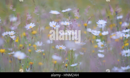 Eine traditionelle Wealden Heu Wildblumenwiese im Sommer Stockfoto