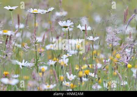 Wilde Blume Heu Wiese in der hohen Weald von Sussex Stockfoto