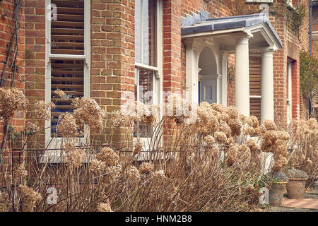 Hudrangea Samenköpfe im Winter vor einem viktorianischen Haus Stockfoto