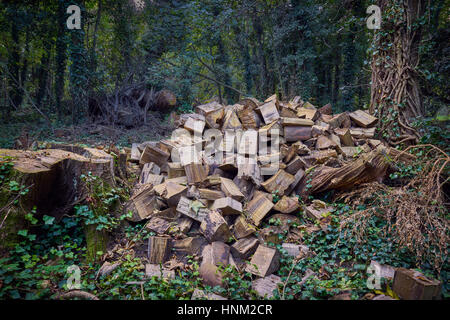 ein Holzstapel geschnitten und gespalten in einem Waldgebiet Stockfoto