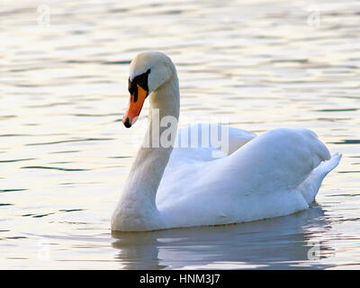 Höckerschwan, Schwimmen im See, beobachten, aufmerksam. Stockfoto