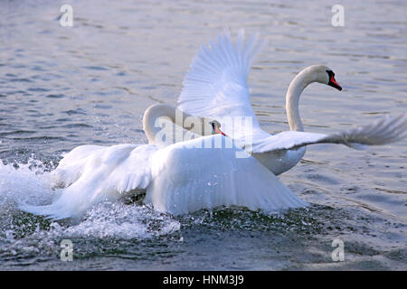 Zwei Erwachsene Höckerschwan kämpfen, jagen einander im Wasser. Stockfoto