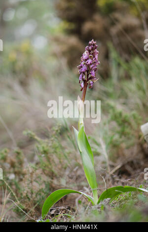 Giant Orchid, Barlia Robertiana, Andalusien, Südspanien Stockfoto