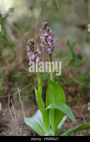 Giant Orchid, Barlia Robertiana, Andalusien, Südspanien Stockfoto