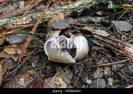 Tasse Pilze, Sarcosphaera koronare Sarcosphaera Herzkranzgefäße, Pilz, im Wald in Spanien, Stockfoto