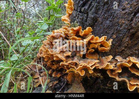 Behaarte Stereum Halterung Pilze auf Korkeiche, Stereum behaart, Andalusien, Spanien. Stockfoto