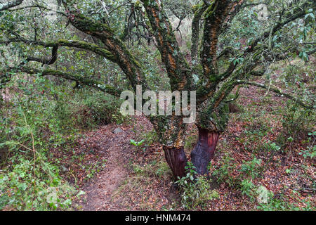 Dichten Korkeichen im Wald in Andalusien, Spanien. Stockfoto