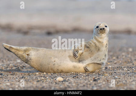 Kegel vor Helgoland, Halichoerus Grypus versiegeln, Kegel zu versiegeln, Halichoerus Grypus, Kegelrobbe Vor Helgoland, Halichoerus Grypus,, Kegelrobbe Stockfoto