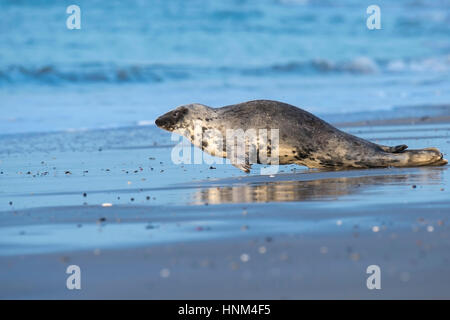 Kegel vor Helgoland, Halichoerus Grypus versiegeln, Kegel zu versiegeln, Halichoerus Grypus, Kegelrobbe Vor Helgoland, Halichoerus Grypus,, Kegelrobbe Stockfoto