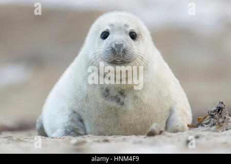 Kegel vor Helgoland, Halichoerus Grypus versiegeln, Kegel zu versiegeln, Halichoerus Grypus, Kegelrobbe Vor Helgoland, Halichoerus Grypus,, Kegelrobbe Stockfoto