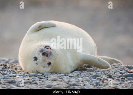 Kegel vor Helgoland, Halichoerus Grypus versiegeln, Kegel zu versiegeln, Halichoerus Grypus, Kegelrobbe Vor Helgoland, Halichoerus Grypus,, Kegelrobbe Stockfoto