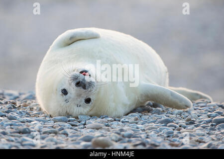 Kegel vor Helgoland, Halichoerus Grypus versiegeln, Kegel zu versiegeln, Halichoerus Grypus, Kegelrobbe Vor Helgoland, Halichoerus Grypus,, Kegelrobbe Stockfoto