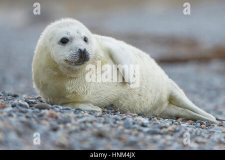 Kegel vor Helgoland, Halichoerus Grypus versiegeln, Kegel zu versiegeln, Halichoerus Grypus, Kegelrobbe Vor Helgoland, Halichoerus Grypus,, Kegelrobbe Stockfoto