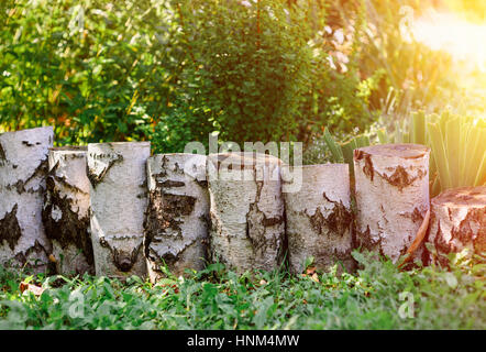 weiße Hanf im Frühlingswald Stockfoto