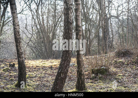 Birke, Betula Pendel in Freeholders Holz, Aysgarth, Yorkshire Dales Stockfoto