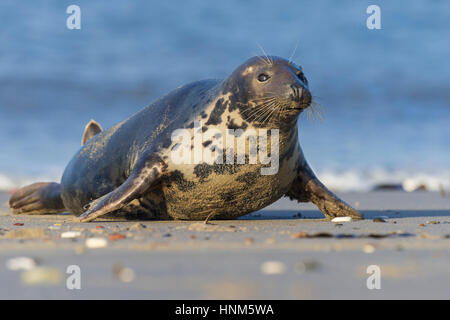 Kegel-Dichtung, Halichoerus Grypus, Insel Helgoland, Kegelrobbe, Insel Helgoland Stockfoto