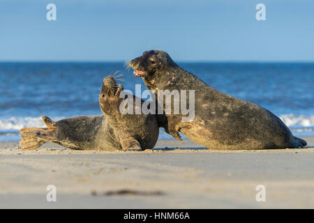 Kegel-Dichtung, Halichoerus Grypus, Insel Helgoland, Kegelrobbe, Insel Helgoland Stockfoto