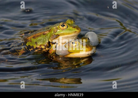 Wasser Teich Frosch, Frosch, außer Seculentus,, Wasserfrosch, Teichfrosch, Rana esculenta Stockfoto