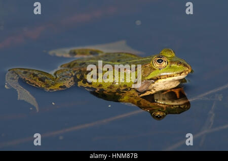 Wasser Teich Frosch, Frosch, außer Seculentus,, Wasserfrosch, Teichfrosch, Rana esculenta Stockfoto