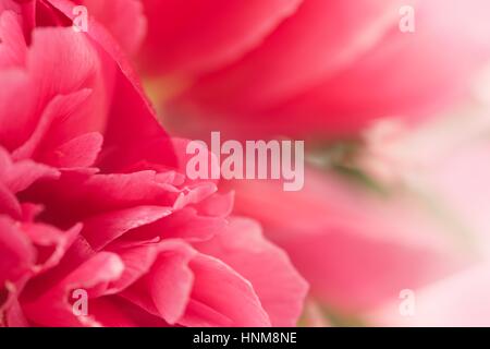 Nahaufnahme von frischen rosa Pfingstrose Blumen mit Farbverlauf Unschärfe. Karte mit Platz für Text. Diagonale Komposition Stockfoto