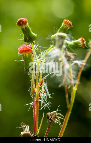 Löwenzahn auf dem Plateau am Doi Anghnag in Chiang Mai, Thailand. Stockfoto